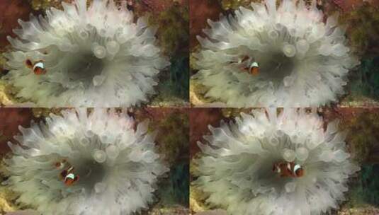 海底的小丑鱼和珊瑚礁高清在线视频素材下载