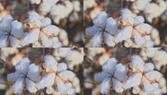 棉花花朵特写画面高清在线视频素材下载