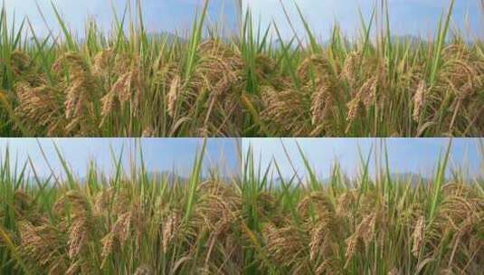4k 半青半黄的水稻田粮食高清在线视频素材下载