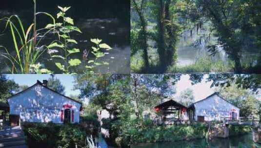 杭州国家西溪湿地公园4K视频合集高清在线视频素材下载