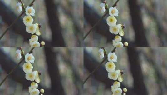 春天阳光下盛开的白色梅花和蜜蜂高清在线视频素材下载
