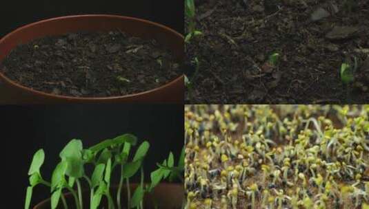 植物生长高清在线视频素材下载