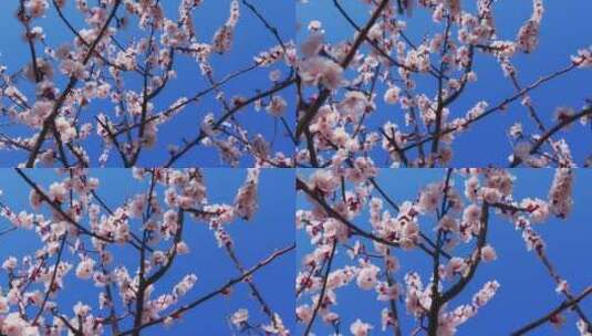 移动轨道拍摄蓝天背景的杏树花枝系列高清在线视频素材下载