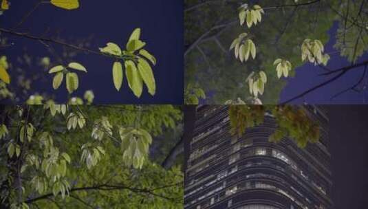2023最新广州天河城市月光树叶高清在线视频素材下载