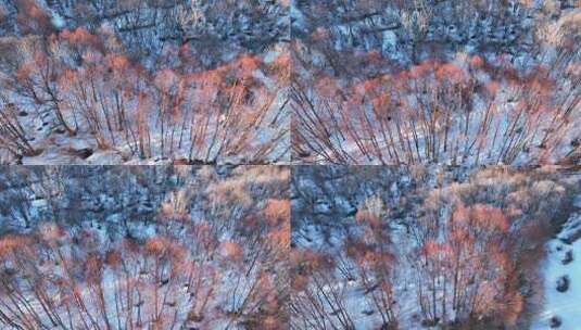 鸟瞰夕阳照耀的雪原红柳林高清在线视频素材下载