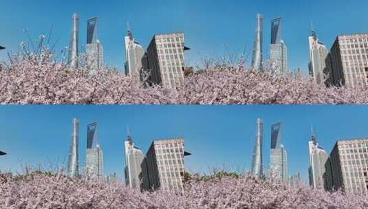 上海城市春天陆家嘴地标上海樱花北上广樱花高清在线视频素材下载