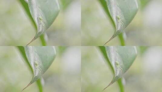 Z树叶上的蜘蛛 昆虫高清在线视频素材下载