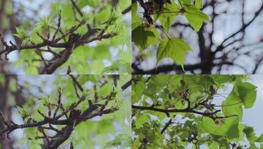 春天发出嫩叶的梧桐树4K实拍高清在线视频素材下载