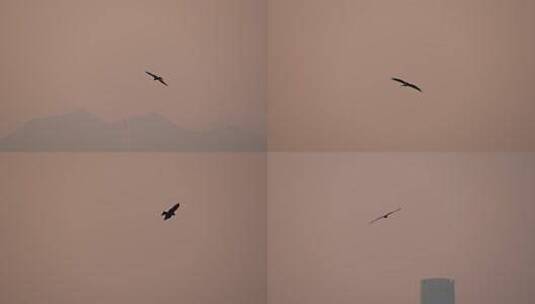 天空中翱翔的雄鹰高清在线视频素材下载