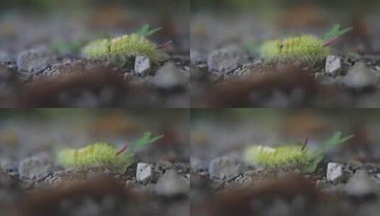 模糊的草丛蛾毛虫高清在线视频素材下载