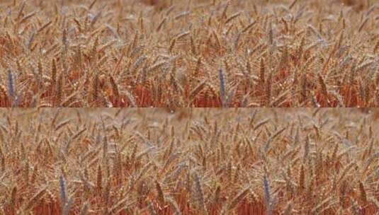 8K微风吹动下金色的麦田麦子成熟丰收高清在线视频素材下载