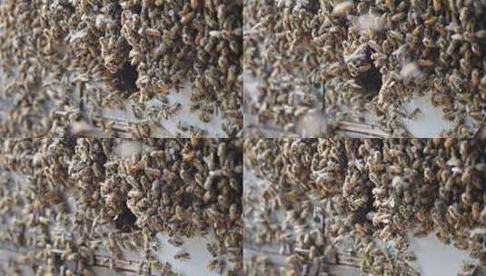 【正版素材】蜜蜂养殖高清在线视频素材下载