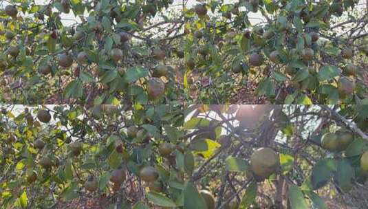 秋天油茶树结满油茶果高清在线视频素材下载