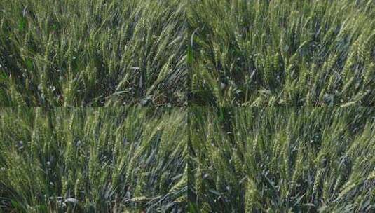 农业麦田 小麦高清在线视频素材下载
