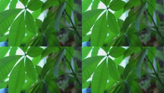 绿叶 绿色植物高清在线视频素材下载