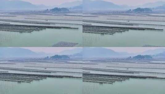 海洋养殖海带紫菜养殖航拍福建霞浦高清在线视频素材下载