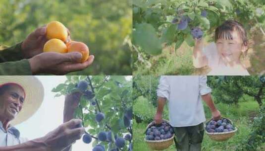 果园采摘农业素材高清在线视频素材下载