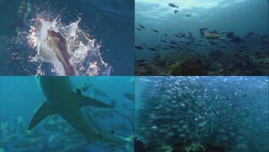 海豚海洋生物高清在线视频素材下载