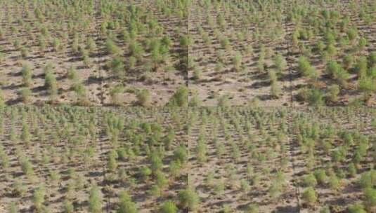 航拍荒漠沙地人工林高清在线视频素材下载