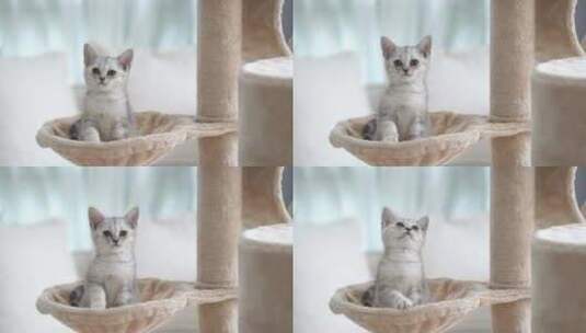 可爱的短发小猫在猫塔上玩耍高清在线视频素材下载