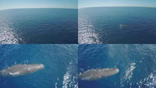 航拍大海里的鲸鱼高清在线视频素材下载