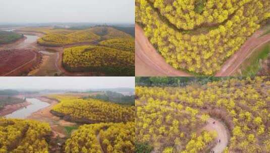 高要白土镇金龙水库黄花风铃木高清在线视频素材下载