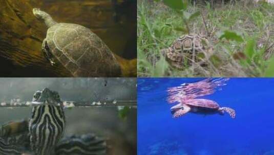 [合集]海龟戳头水中游泳巨龟豹龟高清在线视频素材下载