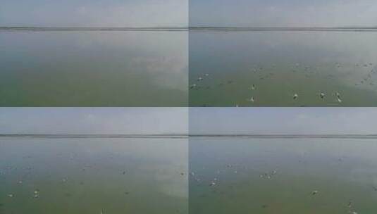阿尔巴尼亚盐湖上的一群火烈鸟向后飞行高清在线视频素材下载