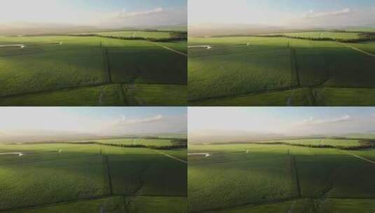 无人机飞越延伸到地平线的巨大甘蔗田，日落在左边高清在线视频素材下载