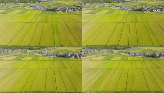 航拍乡村金黄的稻田高清在线视频素材下载
