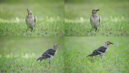 【正版素材】自然深圳生态黑领椋鸟高清在线视频素材下载