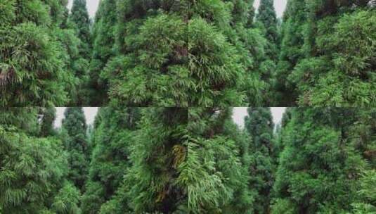 森林杉树航拍4K原创生态自然环境宣传片空境高清在线视频素材下载