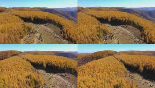 秋天森林高清在线视频素材下载
