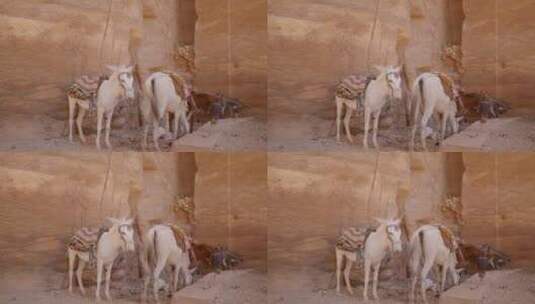 驴沙漠高清在线视频素材下载