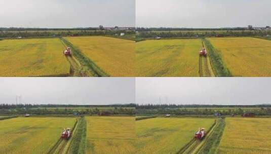 稻田机械化收割航拍视频高清在线视频素材下载
