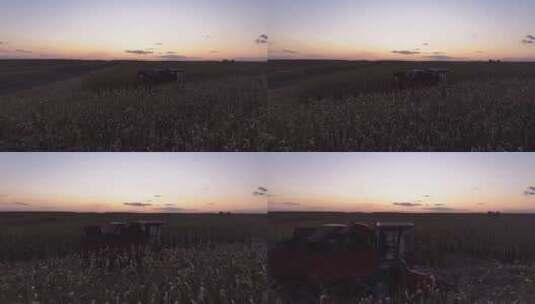 夕阳下秋收玉米收割航拍高清在线视频素材下载