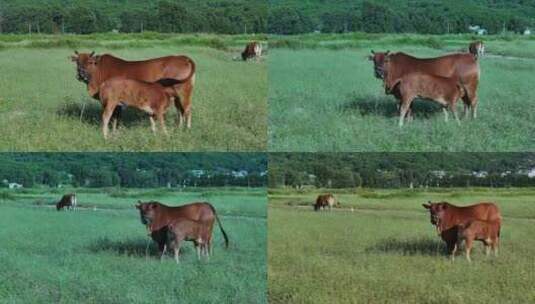 田野中牛儿吃草高清在线视频素材下载