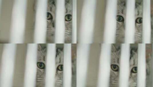 被囚禁笼子里的可怜猫高清在线视频素材下载