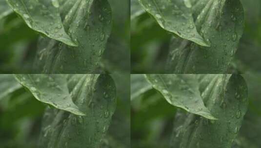 春雨贵如油下雨树叶水滴升格高清在线视频素材下载