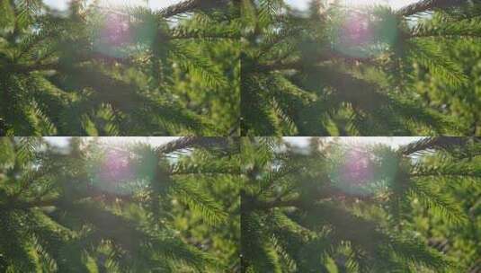 光斑 绿叶 树枝 光线高清在线视频素材下载