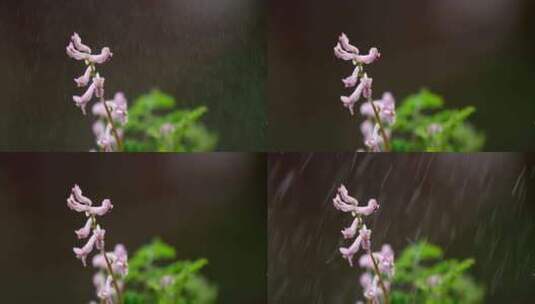 花 绿叶 细雨高清在线视频素材下载