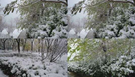 冬季雪天休闲广场公园植物树梢上的积雪高清在线视频素材下载