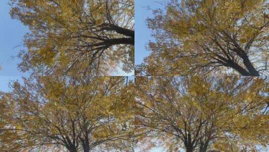 仰拍秋天的树木高清在线视频素材下载