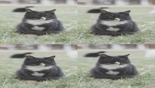 黑猫在草地上休息打盹坐着_竖屏高清在线视频素材下载