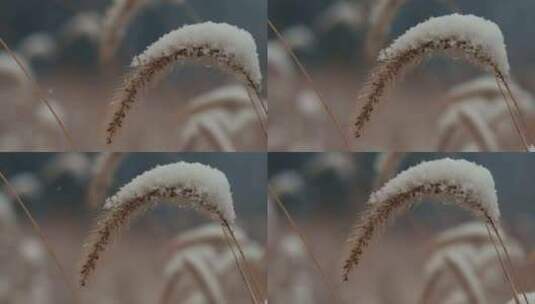 下雪后枯草上的积雪特写高清在线视频素材下载