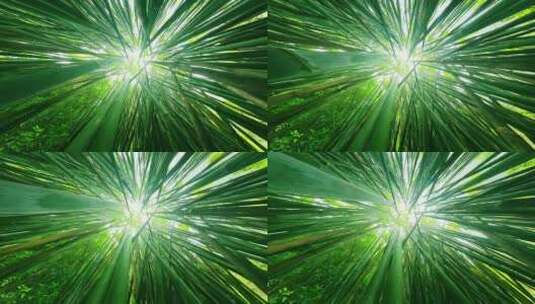 新鲜竹林相机沿着热带森林的竹干缓慢向上移高清在线视频素材下载