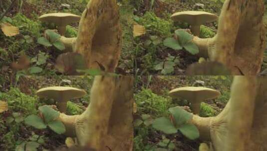 微距拍摄自然状态下蘑菇高清在线视频素材下载