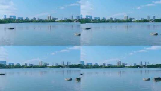 广州海珠湖公湖泊树林与城市高楼建筑景观高清在线视频素材下载