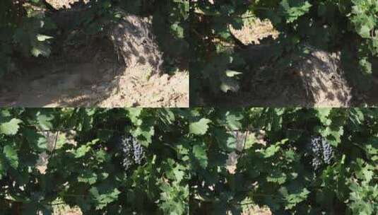 葡萄园 葡萄 生产 树叶高清在线视频素材下载