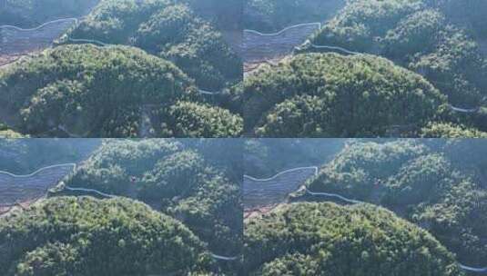 无人机航拍森林场防火自动巡勘查山探测绘高清在线视频素材下载